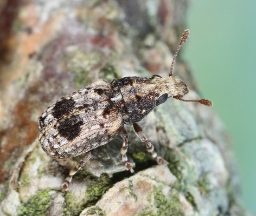 Foto af Pseudeuparius sepicola (Pseudeuparius sepicola) | Standardfoto
