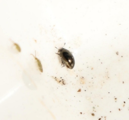 Foto af Olibrus aeneus (Olibrus aeneus) | Standardfoto