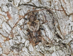 Foto af Løvgråbuk (Pogonocherus hispidus) | Standardfoto
