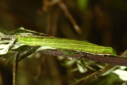 Foto af Grålig cyklameugle (Eucarta virgo) | Larve