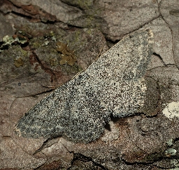 Foto af Grå duskmåler (Scopula incanata) | Hun