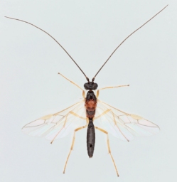 Foto af Charmon cruentatus (Charmon cruentatus) | Malcolm Storey
