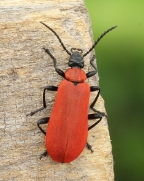 Foto af Sorthovedet kardinalbille (Pyrochroa coccinea) | Hun