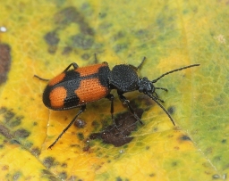 Foto af Stor korsløber (Panagaeus cruxmajor) | Standardfoto