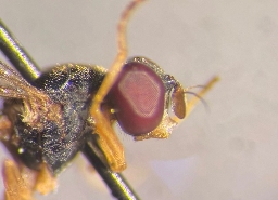 Foto af Storhornet barksvirreflue (Sphegina elegans) | Han