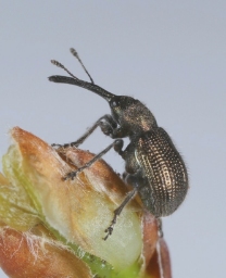 Foto af Neocoenorrhinus minutus (Neocoenorrhinus minutus) | Standardfoto