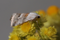 Foto af Evighedsblomst pragtugle (Eublemma minutata) | Standardfoto