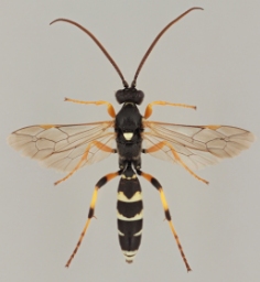 Foto af Ichneumon sarcitorius (Ichneumon sarcitorius) | Han