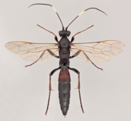 Foto af Stenichneumon culpator (Stenichneumon culpator) | Malcolm Storey