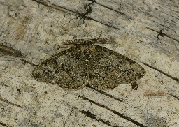 Foto af Lille lavmåler (Cleorodes lichenaria) | Han