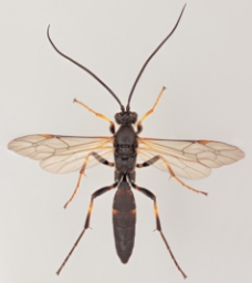 Foto af Diphyus palliatorius (Diphyus palliatorius) | Malcolm Storey