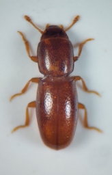 Foto af Aglenus brunneus (Aglenus brunneus) | Standardfoto