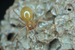 Foto af Lessertia dentichelis (Lessertia dentichelis) | Hun