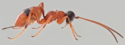 Foto af Gelis melanocephalus (Gelis melanocephalus) | Hun