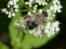 Foto af Uld-svirreflue (Mallota cimbiciformis) | Hun