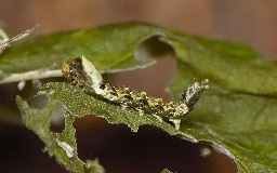 Foto af Rosenplet (Thyatira batis) | Larve