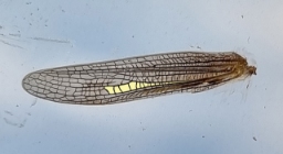 Foto af Strandengsgræshoppe (Chorthippus albomarginatus) | Peter Leth