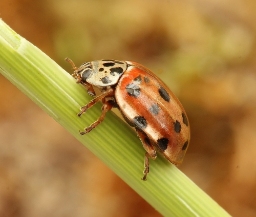 Foto af Gulrød mariehøne (Harmonia quadripunctata) | Standardfoto