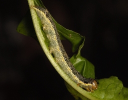 Foto af Kålugle (Mamestra brassicae) | Larve