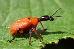 Foto af Hasselbladruller (Apoderus coryli) | Standardfoto