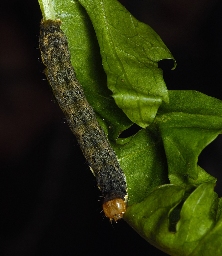 Foto af Kålugle (Mamestra brassicae) | Larve