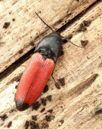 Foto af Ampedus praeustus (Ampedus praeustus) | Standardfoto