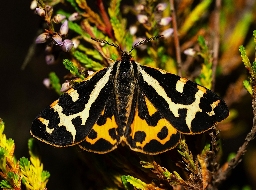 Foto af Skovbjørn (Arctia plantaginis) | Han
