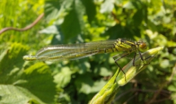 Foto af Rødøjet vandnymfe (Erythromma najas) | Hun