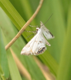Foto af Andemadhalvmøl (Cataclysta lemnata) | Standardfoto