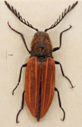 Foto af Anostirus purpureus (Anostirus purpureus) | Han