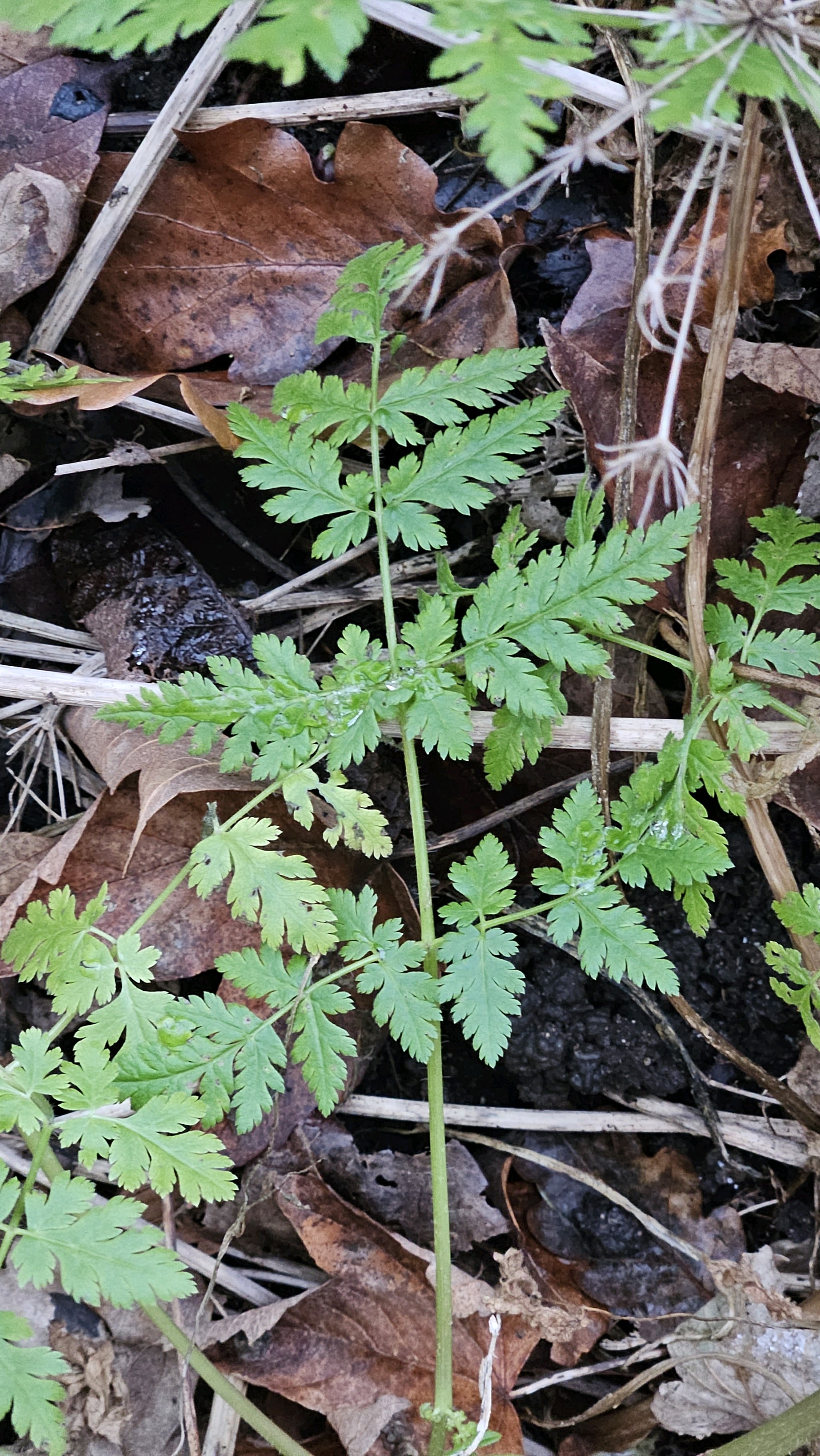 Perifollo oloroso
