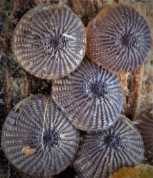 Foto af Spættet stenugle (Polymixis flavicincta) | Æg