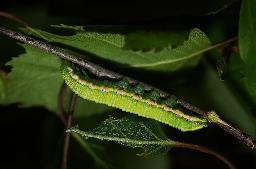 Foto af Karmeliterspinder (Odontosia carmelita) | Larve