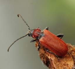 Foto af Rød skivebuk (Pyrrhidium sanguineum) | Standardfoto