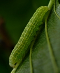 Foto af Rødelugle (Lithophane furcifera) | Larve