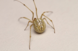 Foto af Enoplognatha latimana (Enoplognatha latimana) | Frederik Leck Fischer