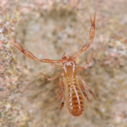 Foto af Ephippiochthonius tetrachelatus (Ephippiochthonius tetrachelatus) | Hun
