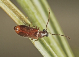 Foto af Ernobius abietinus (Ernobius abietinus) | Han