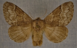 Foto af Tjørnespinder (Trichiura crataegi) | Hun