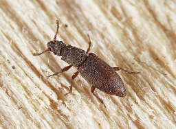 Foto af Monotoma angusticollis (Monotoma angusticollis) | Standardfoto