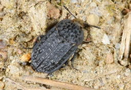 Foto af Rynket ådselbille (Thanatophilus rugosus) | Standardfoto