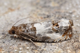 Foto af Kulturrosevikler (Notocelia rosaecolana) | Standardfoto