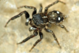 Foto af Attulus zimmermanni (Attulus zimmermanni) | Han