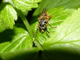 Foto af Gul vedsvirreflue (Temnostoma vespiforme) | Han