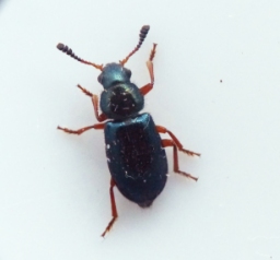 Foto af Rødbenet koprabille (Necrobia rufipes) | Standardfoto