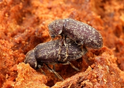 Foto af Egeborebille (Xestobium rufovillosum) | Ole Martin