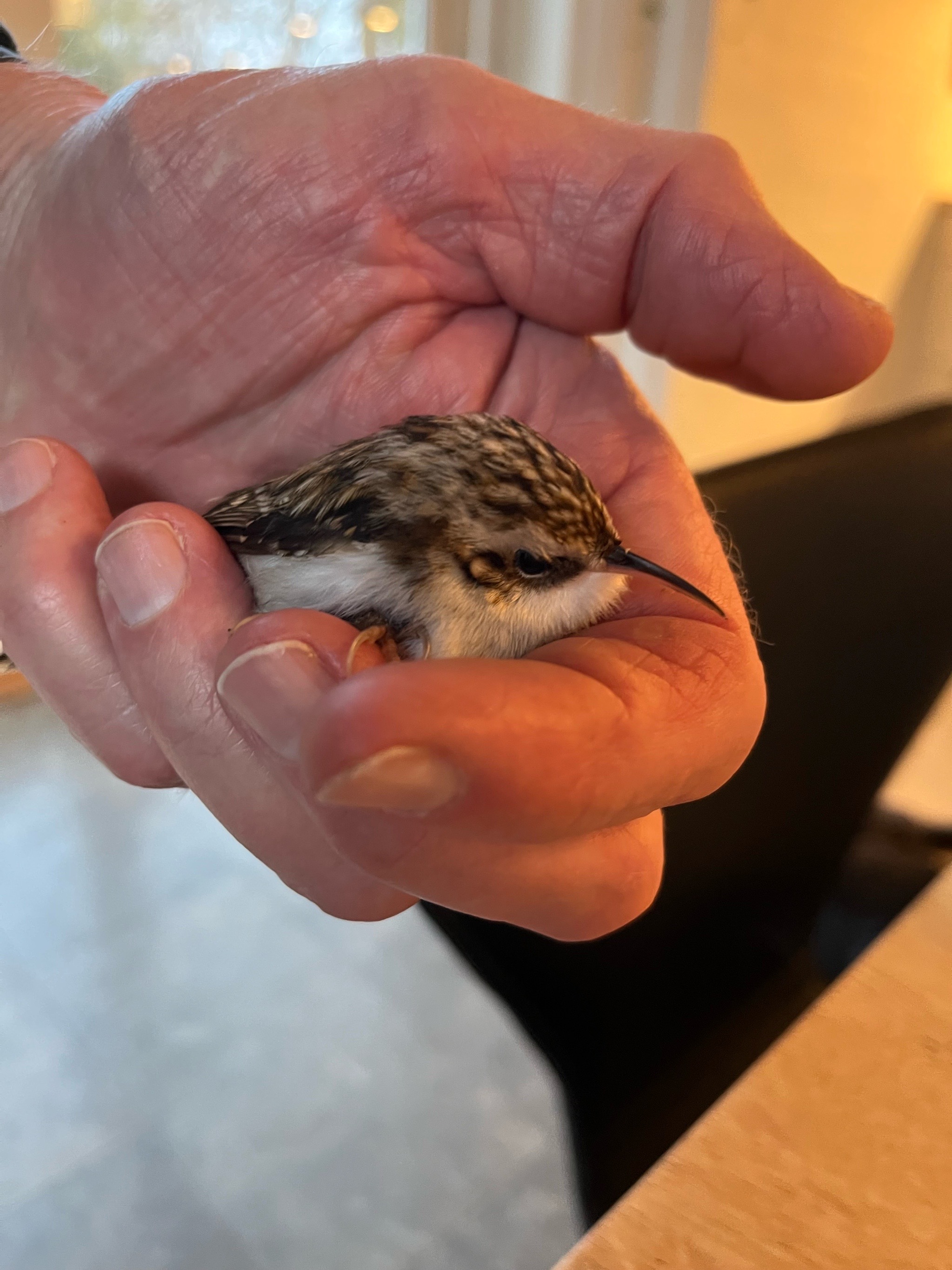 Short-toed Treecreeper (Certhia brachydactyla), photo 5