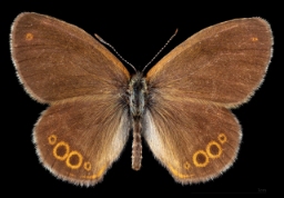 Foto af Herorandøje (Coenonympha hero) | Han