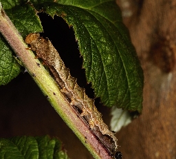 Foto af Rosenplet (Thyatira batis) | Larve