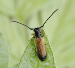 Foto af Dværgbuk (Tetrops praeustus) | Standardfoto
